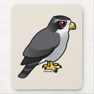 Nordlig Goshawk Musmatta