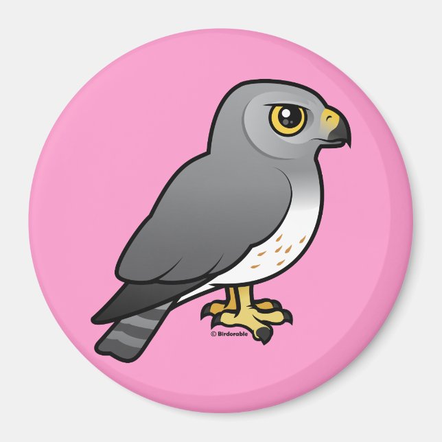 Nordlig Harrier Magnet (Framsidan)