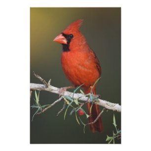 Nordlig kardinal, Cardinalis cardinalis, hane Fototryck