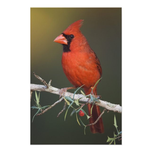 Nordlig kardinal, Cardinalis cardinalis, hane Fototryck (Framsidan)