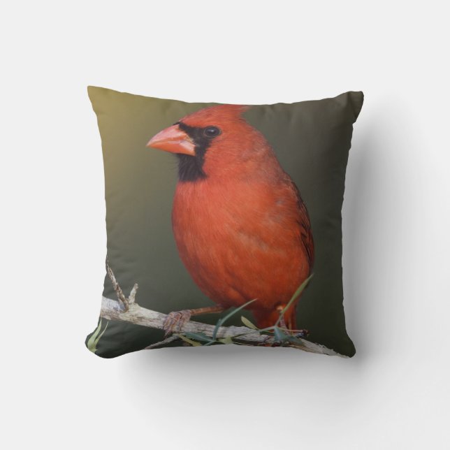 Nordlig kardinal, Cardinalis cardinalis, hane Kudde (Framsida)