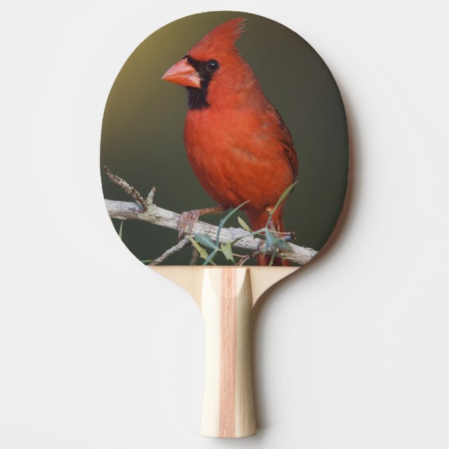 Nordlig kardinal, Cardinalis cardinalis, hane Pingisracket (Framsidan)