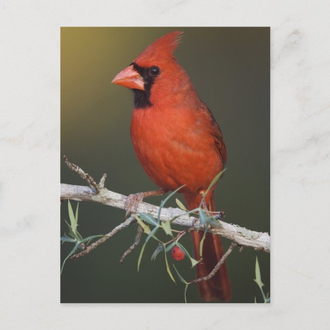 Nordlig kardinal, Cardinalis cardinalis, hane Vykort (Framsida)