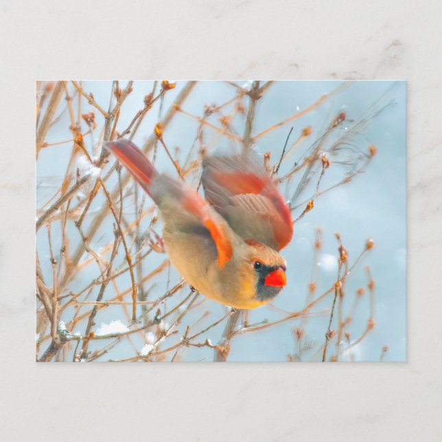 Nordlig Kardinal Flyger - Original Fotografi Vykort (Framsida)