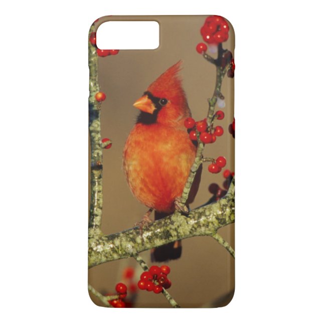 Nordlig kardinal hane sittande, IL Case-Mate iPhone Skal (Baksida)