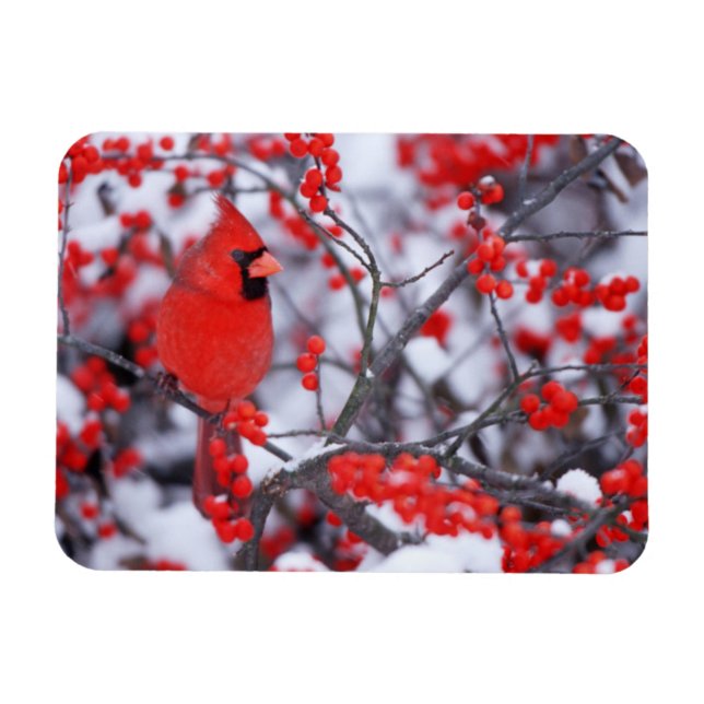 Nordlig kardinal hane, Vinter, IL Magnet (Horisontell)