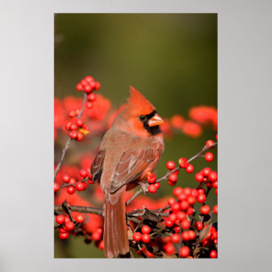 Nordlig kardinal på allmänningWinterberry Poster