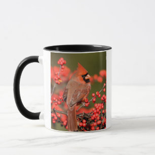 Nordlig kardinal på Ilex verticillata Mugg