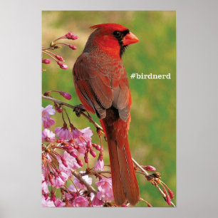Nordlig kardinal poster