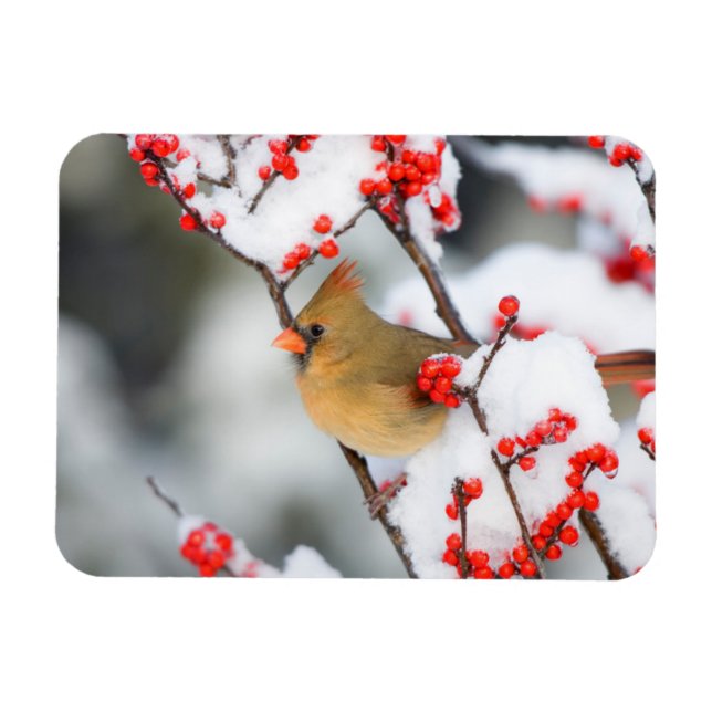 Nordlig kardinalhona på Ilex verticillata Magnet (Horisontell)