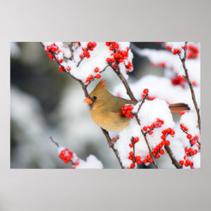 Nordlig kardinalhona på Ilex verticillata Poster