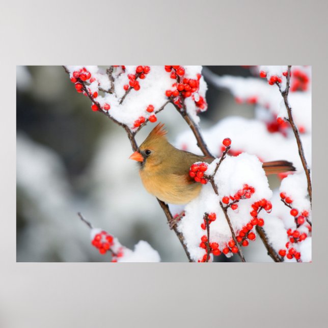 Nordlig kardinalhona på Ilex verticillata Poster (Framsidan)