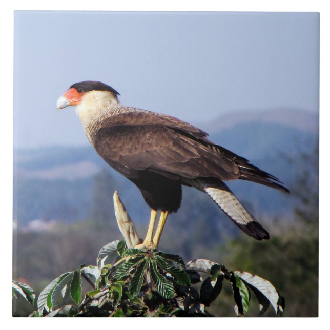 Nordlig krönad Caracarafågel av rovet på träd Kakelplatta (Framsidan)