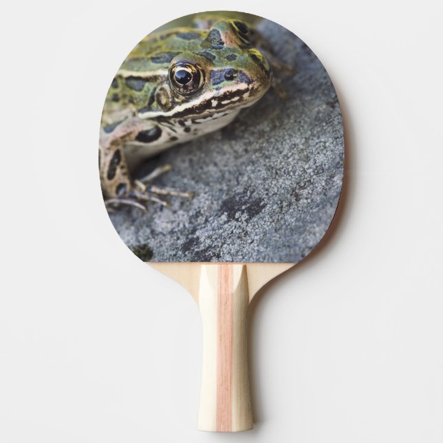 Nordlig leopardgroda, Genomskinliga ön, Pingisracket (Framsidan)