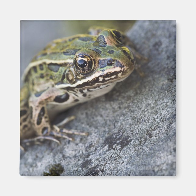 Nordlig leopardgroda, See-through Island, Magnet (Framsidan)