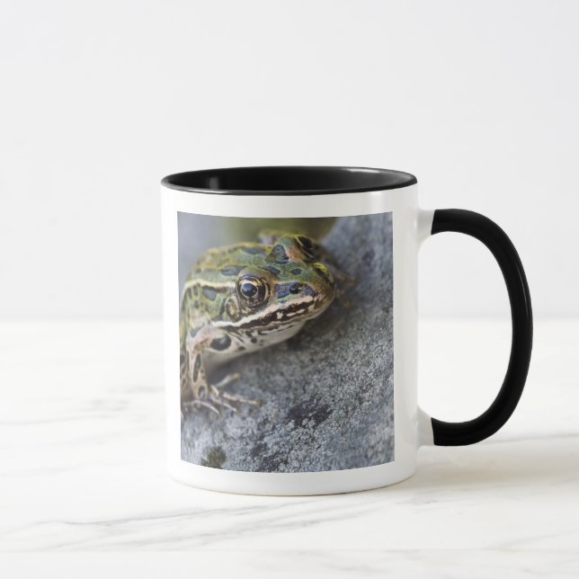 Nordlig leopardgroda, See-through Island, Mugg (Höger)