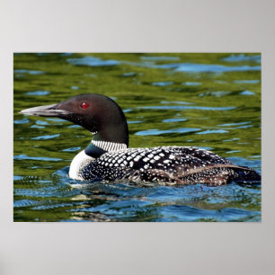nordlig loon poster