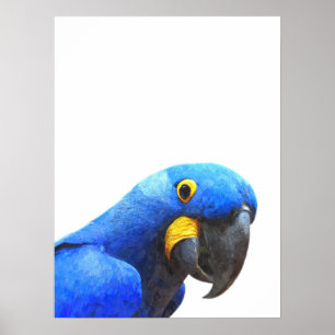 Nordlig nordhavsräka porträtt poster