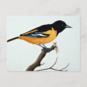 Nordlig oriole vykort