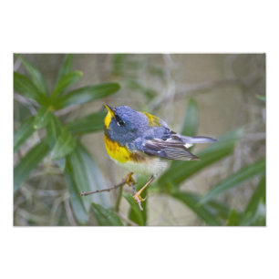 Nordlig parula (Parula americana) Fototryck