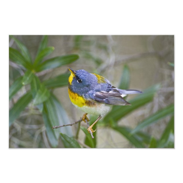 Nordlig parula (Parula americana) Fototryck (Framsidan)