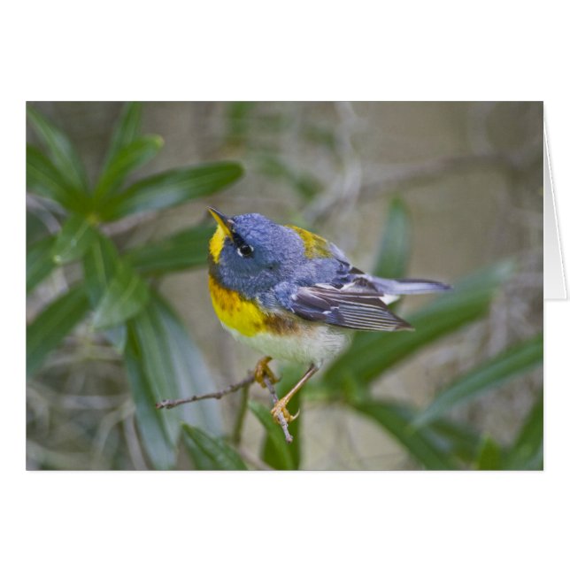 Nordlig parula (Parula americana) Hälsningskort (Framsidan Horizontal)