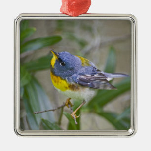 Nordlig parula (Parula americana) Julgransprydnad Metall
