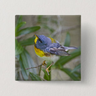Nordlig parula (Parula americana) Knapp