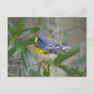 Nordlig parula (Parula americana) Vykort