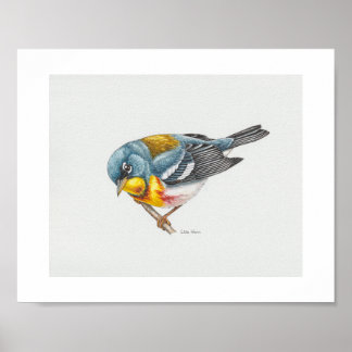Nordlig parula Warbler Art Skriv ut Poster
