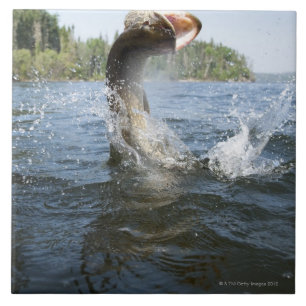 Nordlig Pike banhoppning ut ur vatten i en lake. Kakelplatta