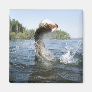 Nordlig Pike banhoppning ut ur vatten i en lake. Magnet