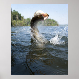Nordlig Pike banhoppning ut ur vatten i en lake. Poster