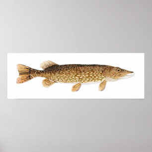 Nordlig Pike konstaffisch Poster
