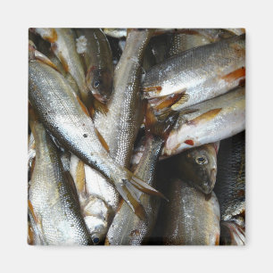 Nordlig Pike liten fiskfisk Magnet