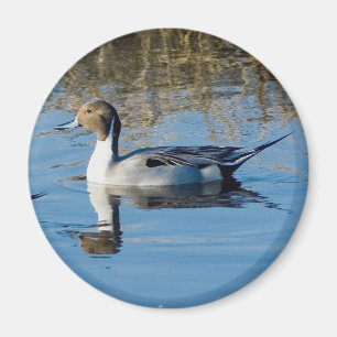Nordlig Pintail Magnet