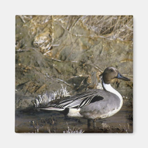 Nordlig Pintailanka Magnet