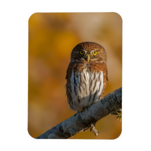 Nordlig pygmyuggla magnet