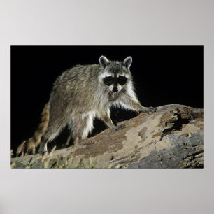 Nordlig Raccoon, Procyonlotor, vuxen på 2 Poster