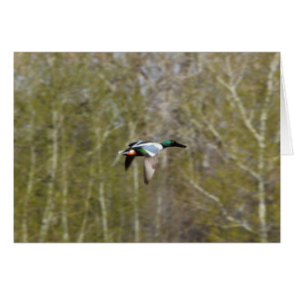 Nordlig Shoveler Hälsningskort