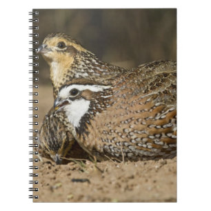 Nordliga Bobwhite-vaktelbabies vid damm för att dr Anteckningsbok Med Spiral