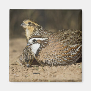 Nordliga Bobwhite-vaktelbabies vid damm för att dr Magnet