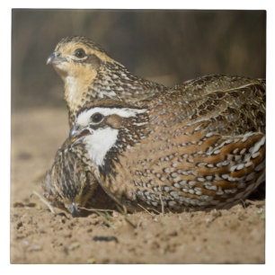 Nordliga Bobwhite-vaktelbabys vid damm för att dri Kakelplatta