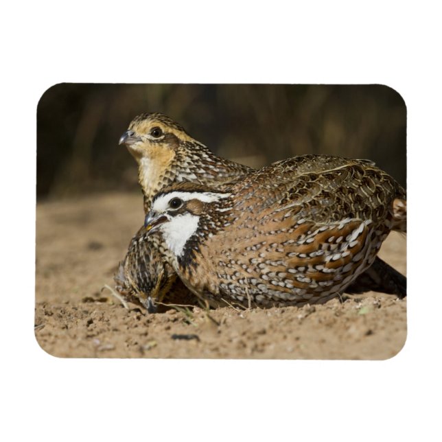 Nordliga Bobwhite-vaktelbabys vid damm för att dri Magnet (Horisontell)