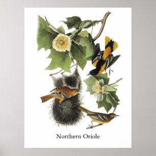 Nordliga Oriole, John Audubon Poster