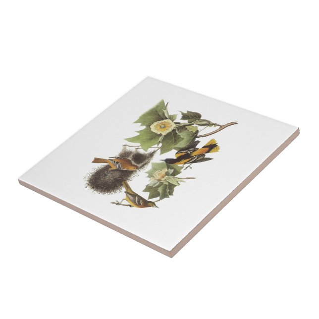 Nordliga Oriole vid Audubon Kakelplatta (Sidan)