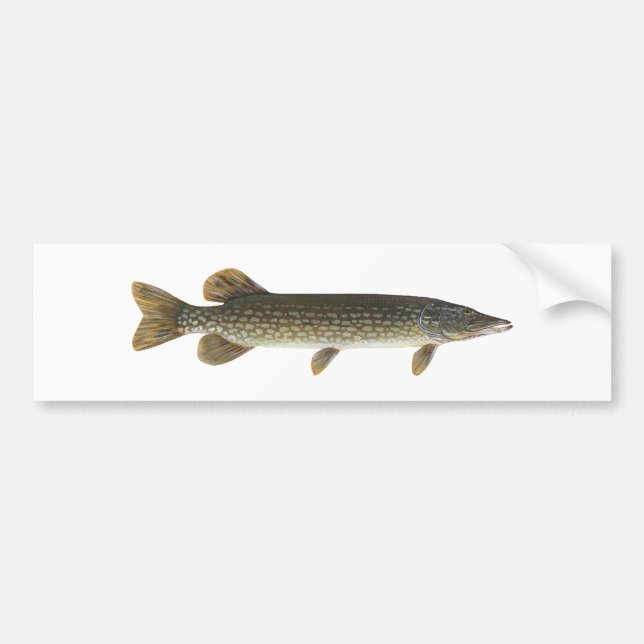 Nordliga Pike Bildekal (Framsidan)