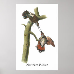 Nordligt blinkljus, John Audubon Poster