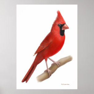 Nordligt huvudsakligt rött fågeltryck poster