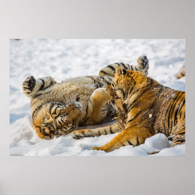 Nordosttiger Poster (Framsidan)